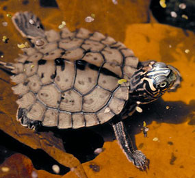 image of a Southern Map Turtle