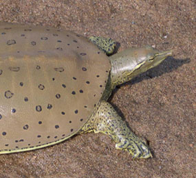 image of a Spiny Softshell