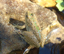 image of a Blanchard's Cricket Frog