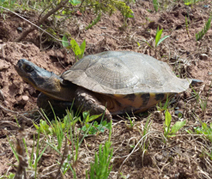 image of a Wood Turtle