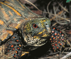 image of Ornate Box Turtle