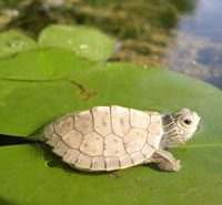 thumbnail of Northern map turtle