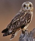 link to Owl Survey