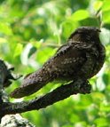 link to Nightjar Survey