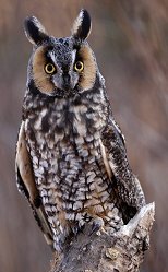 Long-eared Owl